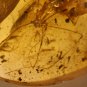Natural Baltic Amber insects, FOSSILS. ,,long-legged spider
