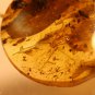 Natural Baltic Amber insects, FOSSILS. ,,long-legged spider