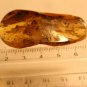 Natural Baltic Amber insects, FOSSILS. ,,long-legged spider