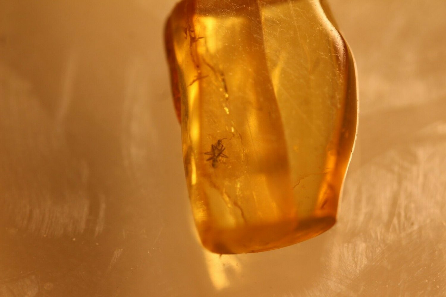 Natural Baltic Amber insects, FOSSILS. ,,;