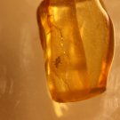 Natural Baltic Amber insects, FOSSILS. ,,;