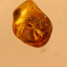 Natural Baltic Amber insects , FOSSIL spider
