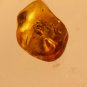 Natural Baltic Amber insects , FOSSIL spider