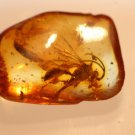 Natural Baltic Amber insects , FOSSIL, Wasp
