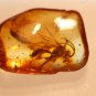 Natural Baltic Amber insects , FOSSIL, Wasp