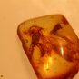 Natural Baltic Amber insects , FOSSIL, Wasp