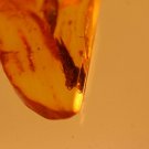 Natural Baltic Amber insects ,, FOSSIl .2 .