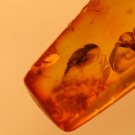 natural Baltic amber insect '