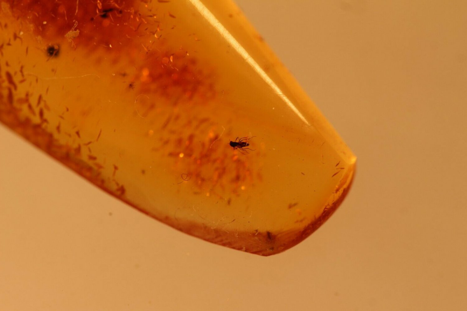 Natural Baltic Amber insects ;;.