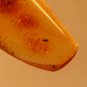 Natural Baltic Amber insects ;;.
