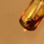 Natural Baltic Amber insects , FOSSIL,.fly
