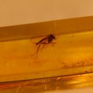 Natural Baltic Amber insects , FOSSIL,  .mosq.