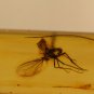 Natural Baltic Amber insects , FOSSIL,..;mosq,