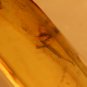 Natural Baltic Amber insects , FOSSIL