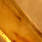 Natural Baltic Amber insects , FOSSIL