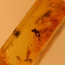 Natural Baltic Amber insects ;
