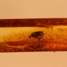Natural Baltic Amber insects, FOSSILS. f
