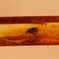 Natural Baltic Amber insects, FOSSILS. f