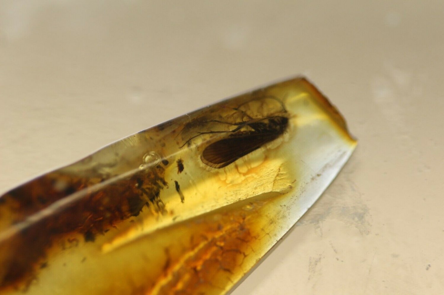 Natural Baltic Amber insects, FOSSILS. moths