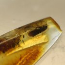 Natural Baltic Amber insects, FOSSILS. moths