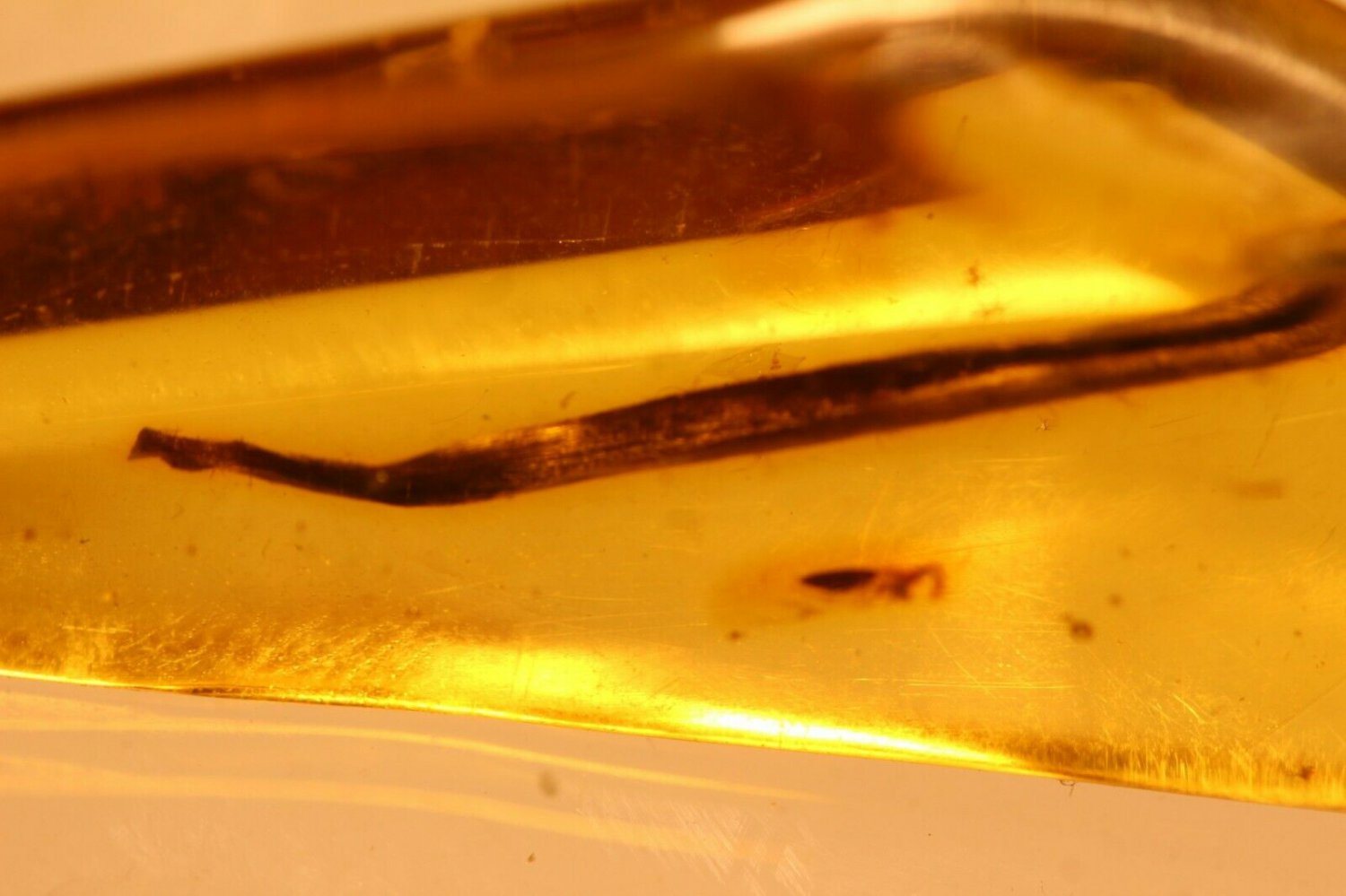Natural Baltic Amber insects , FOSSIL  plant