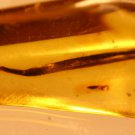 Natural Baltic Amber insects , FOSSIL  plant