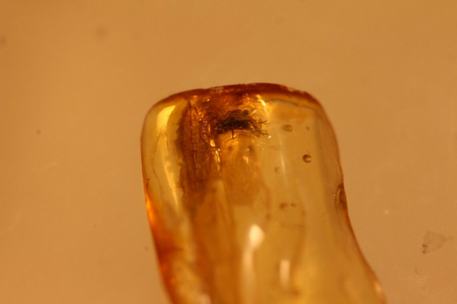 Natural Baltic Amber insects, FOSSILS.