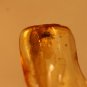 Natural Baltic Amber insects, FOSSILS.