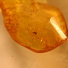Natural Baltic Amber insects, FOSSILS. ,,