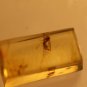 Natural Baltic Amber insects , FOSSIL,..;