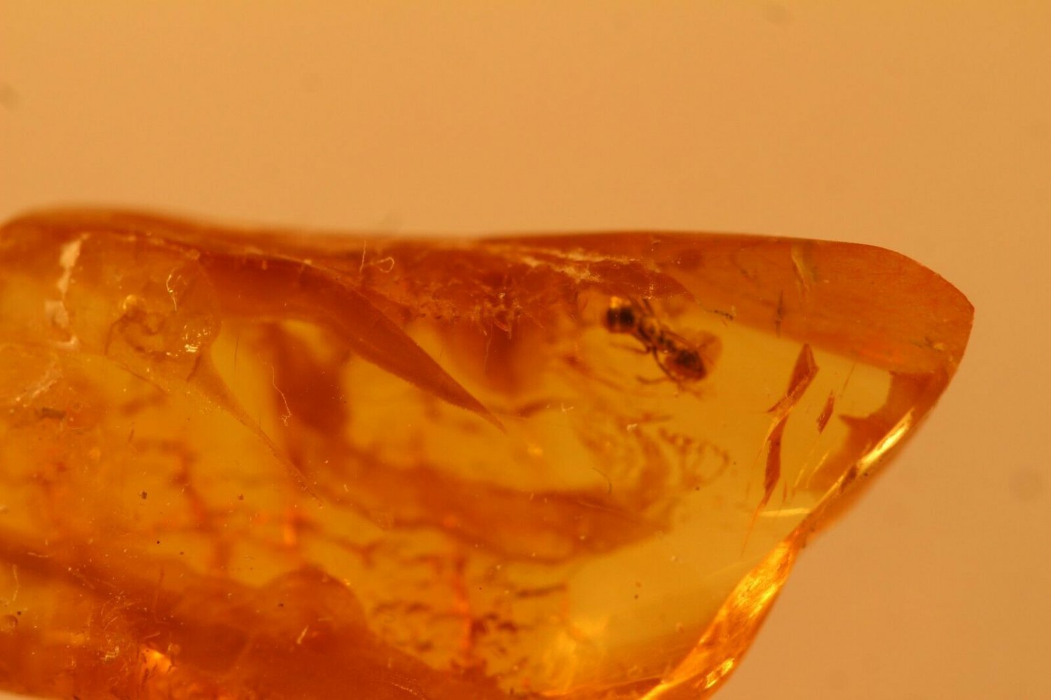 Natural Baltic Amber insects ;,,ant