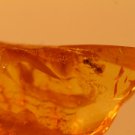 Natural Baltic Amber insects ;,,ant