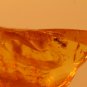 Natural Baltic Amber insects ;,,ant