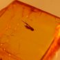 Natural Baltic Amber insects ,, FOSSIl . .