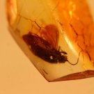 Natural Baltic Amber insects , FOSSIL, ..