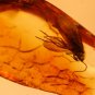 Natural Baltic Amber insects , FOSSIL, ..