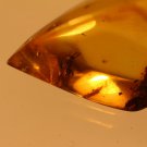 Natural Baltic Amber insects , FOSSIL, beetles
