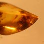 Natural Baltic Amber insects , FOSSIL, beetles