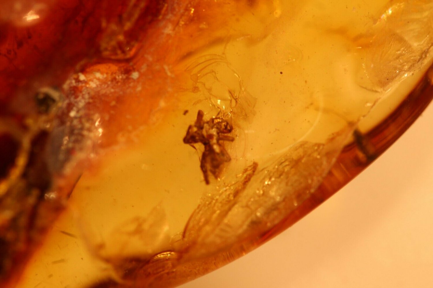 Natural Baltic Amber insects , FOSSIL  .....spider