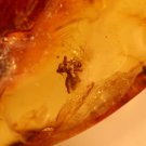 Natural Baltic Amber insects , FOSSIL  .....spider