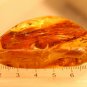 Natural Baltic Amber insects , FOSSIL .....spider