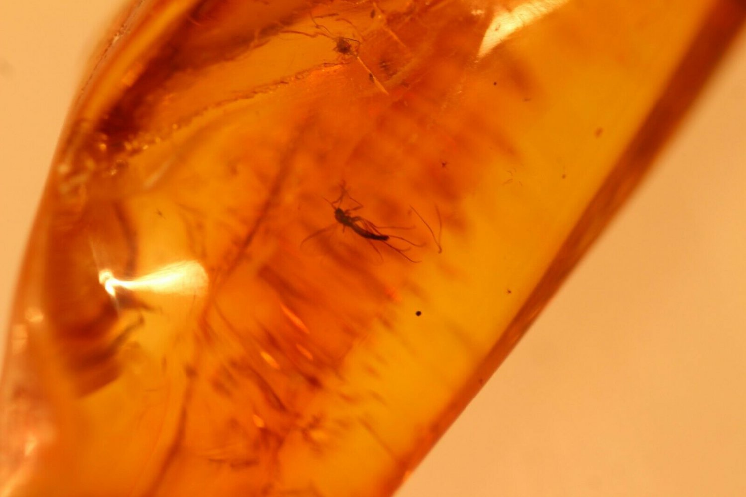 Natural Baltic Amber insects mosq.