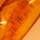Natural Baltic Amber insects mosq.