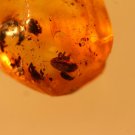 Natural Baltic Amber insects , FOSSIL, beetle