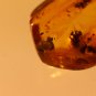 Natural Baltic Amber insects , FOSSIL, beetle
