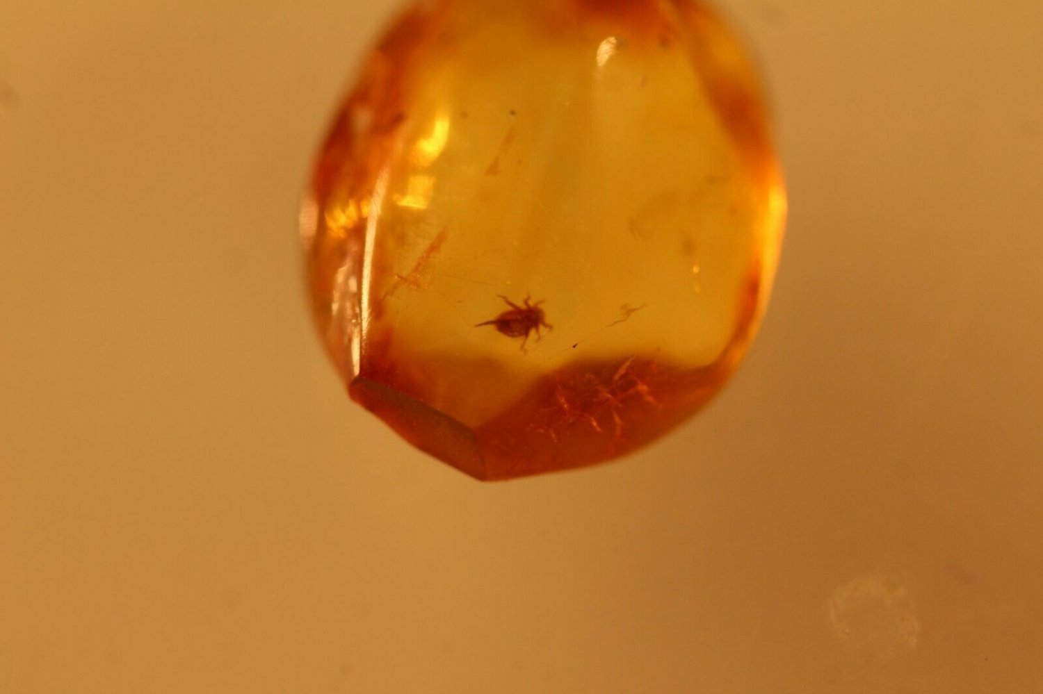 Natural Baltic Amber insects , FOSSIL,.. lobster