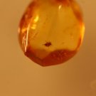 Natural Baltic Amber insects , FOSSIL,.. lobster
