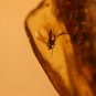 Natural Baltic Amber insects , FOSSIL ,,,,,