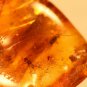 amber insects