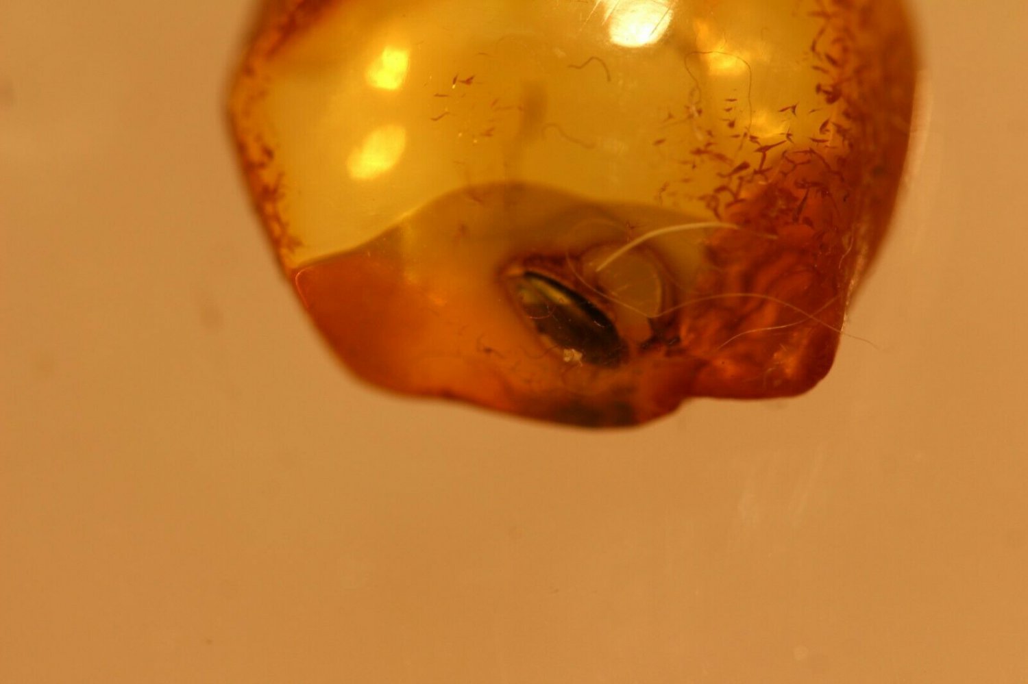 Natural Baltic Amber insects, FOSSILS  , beetle